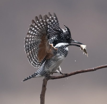 crested-kingfisher-4 The crested kingfisher