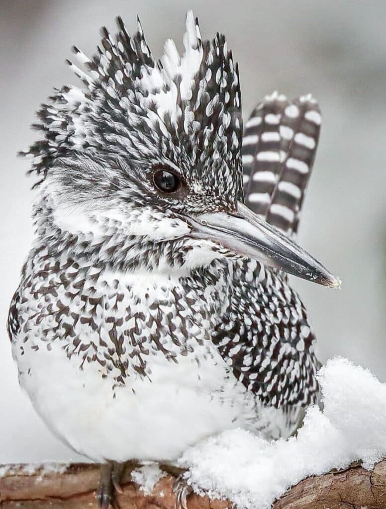 crested-kingfisher-6 The crested kingfisher