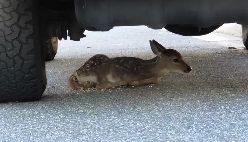 fawn-2 The exhausted fawn, unable to keep up with its mother when it was born, chose a resting place that moved many people