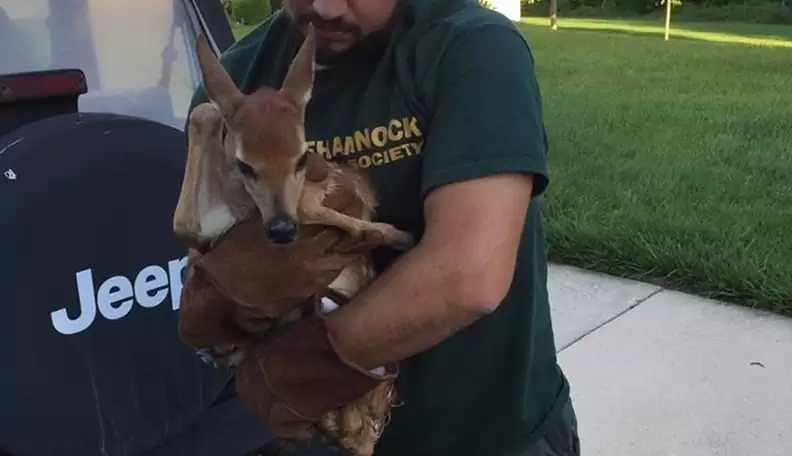 fawn-4 The exhausted fawn, unable to keep up with its mother when it was born, chose a resting place that moved many people