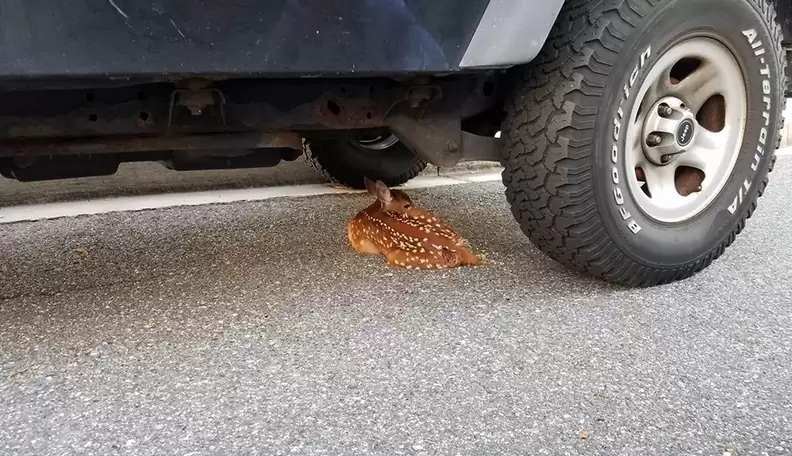 fawn-3 The exhausted fawn, unable to keep up with its mother when it was born, chose a resting place that moved many people