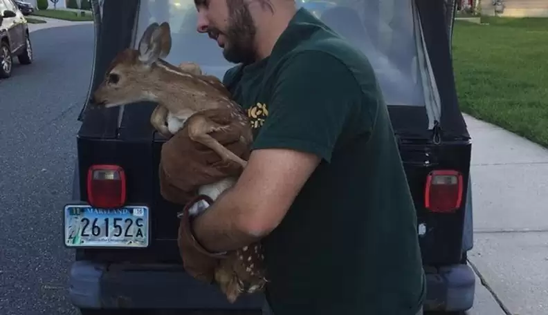 fawn-5 The exhausted fawn, unable to keep up with its mother when it was born, chose a resting place that moved many people