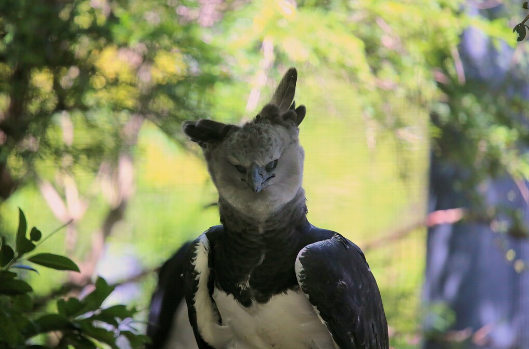 The Harpy Eagle