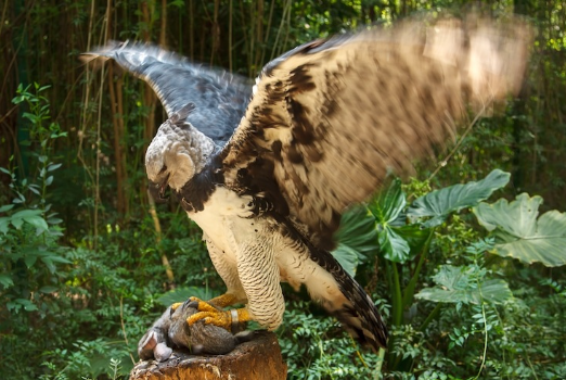 The Harpy Eagle