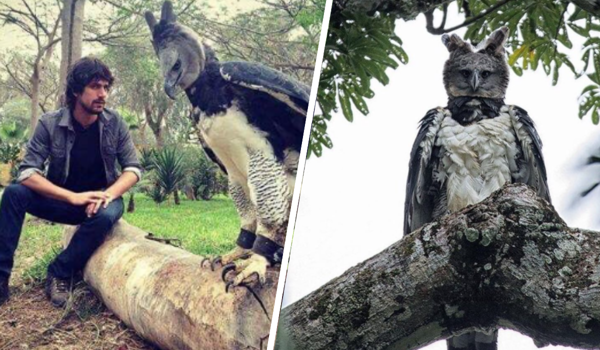 The Harpy Eagle