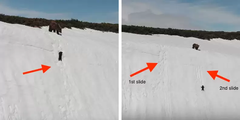 baby-bear-5 The Inspiring Journey of a Determined Baby Bear