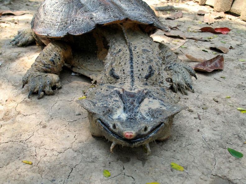 mata-mata-1 The Mata Mata Turtle