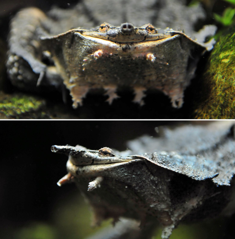 mata-mata-2 The Mata Mata Turtle