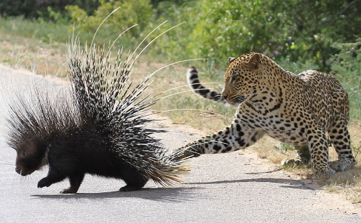 leopard-1 leopard