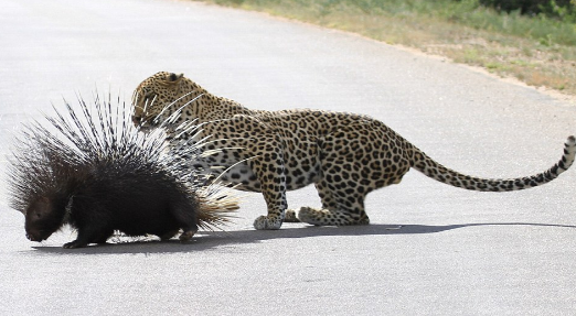 leopard-2 The Spectacular Fight Between The Fierce Leopard And The Brave Porcupine