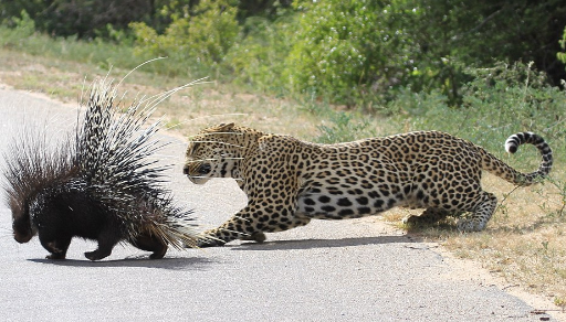 leopard-3 The Spectacular Fight Between The Fierce Leopard And The Brave Porcupine