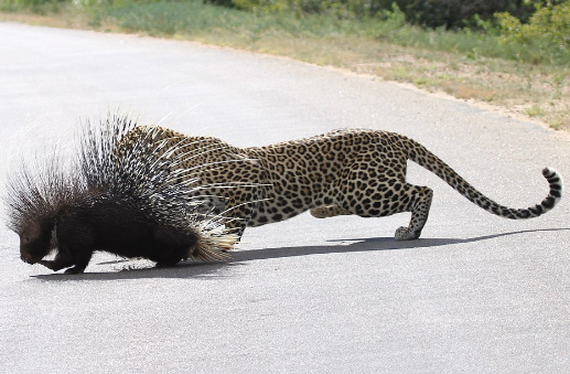 leopard-4 The Spectacular Fight Between The Fierce Leopard And The Brave Porcupine