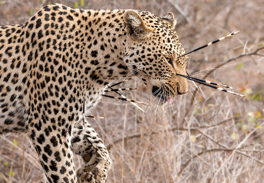 leopard-8 Leopard