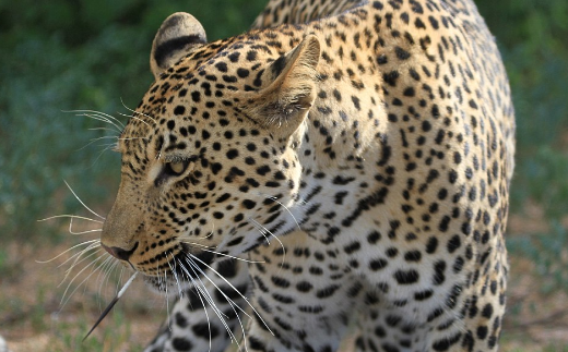leopard-5 The Spectacular Fight Between The Fierce Leopard And The Brave Porcupine