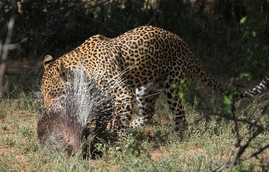 leopard-6 The Spectacular Fight Between The Fierce Leopard And The Brave Porcupine