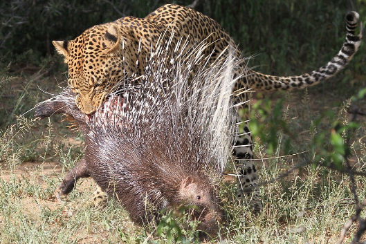 leopard-7 The Spectacular Fight Between The Fierce Leopard And The Brave Porcupine