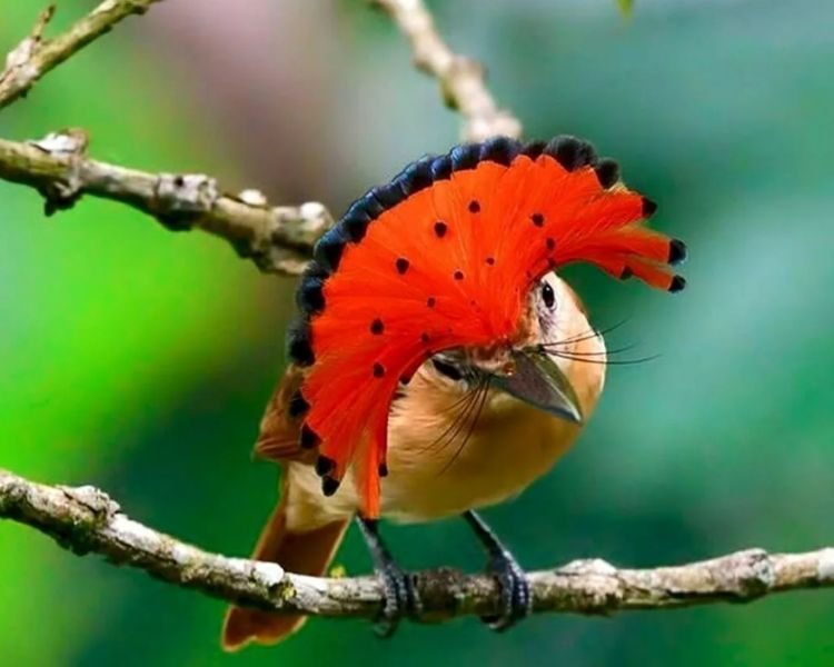 royal-flycatcher-4 The Stunning Pacific Royal Flycatcher