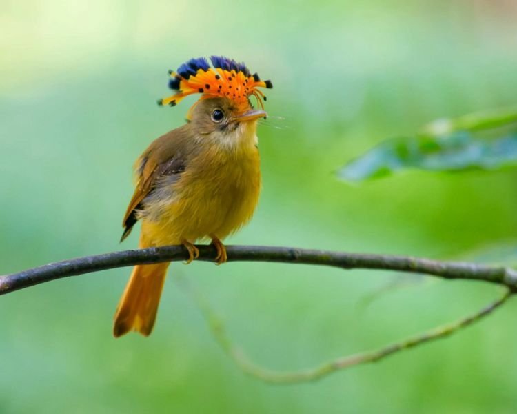 royal-flycatcher-5 The Stunning Pacific Royal Flycatcher