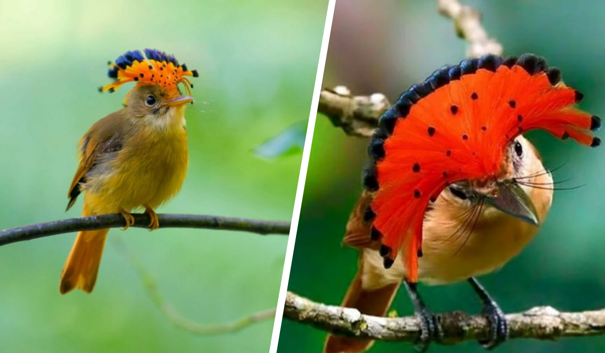 royal flycatcher