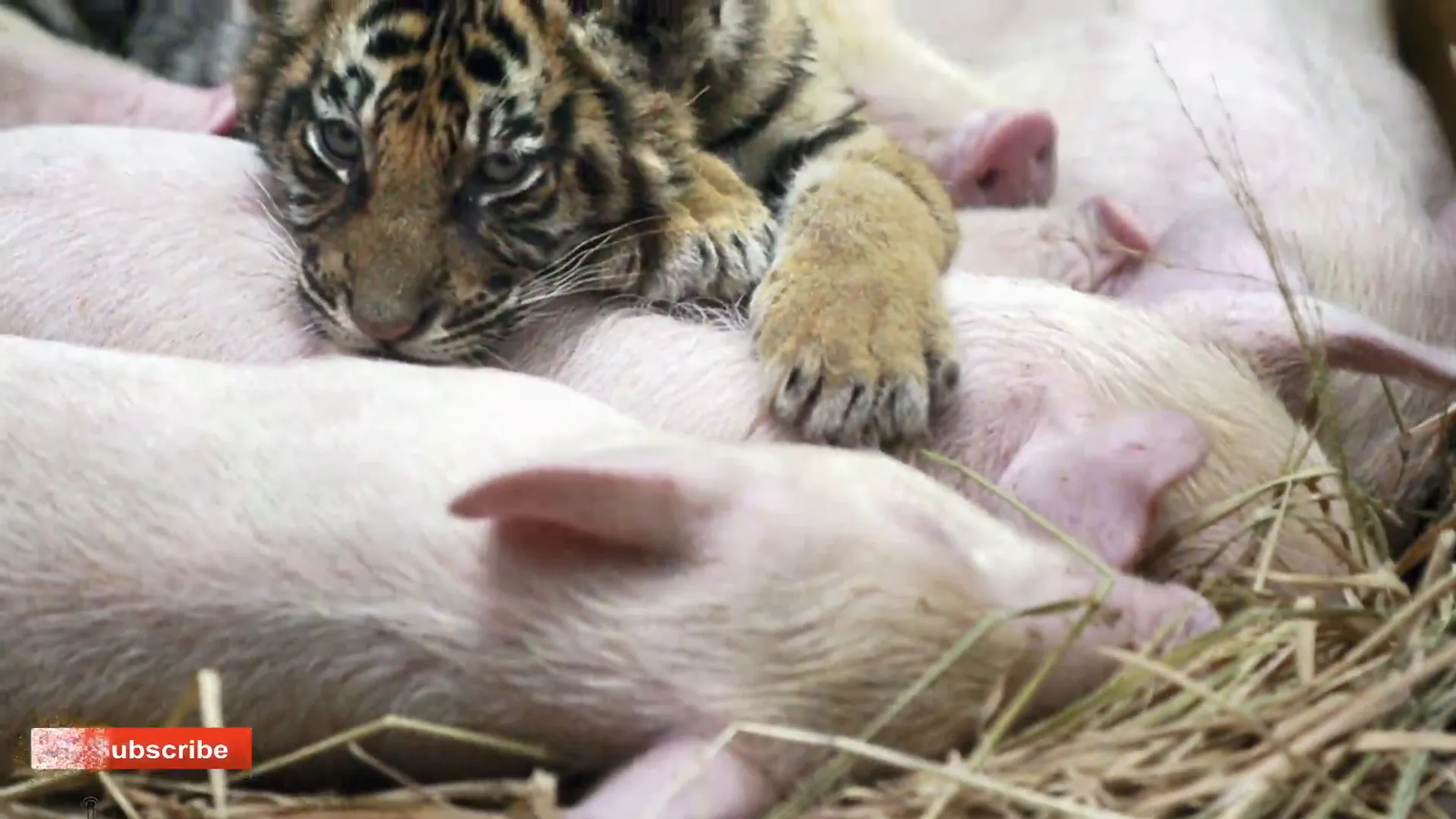 Saime as a newborn cub, vulnerable and alone.