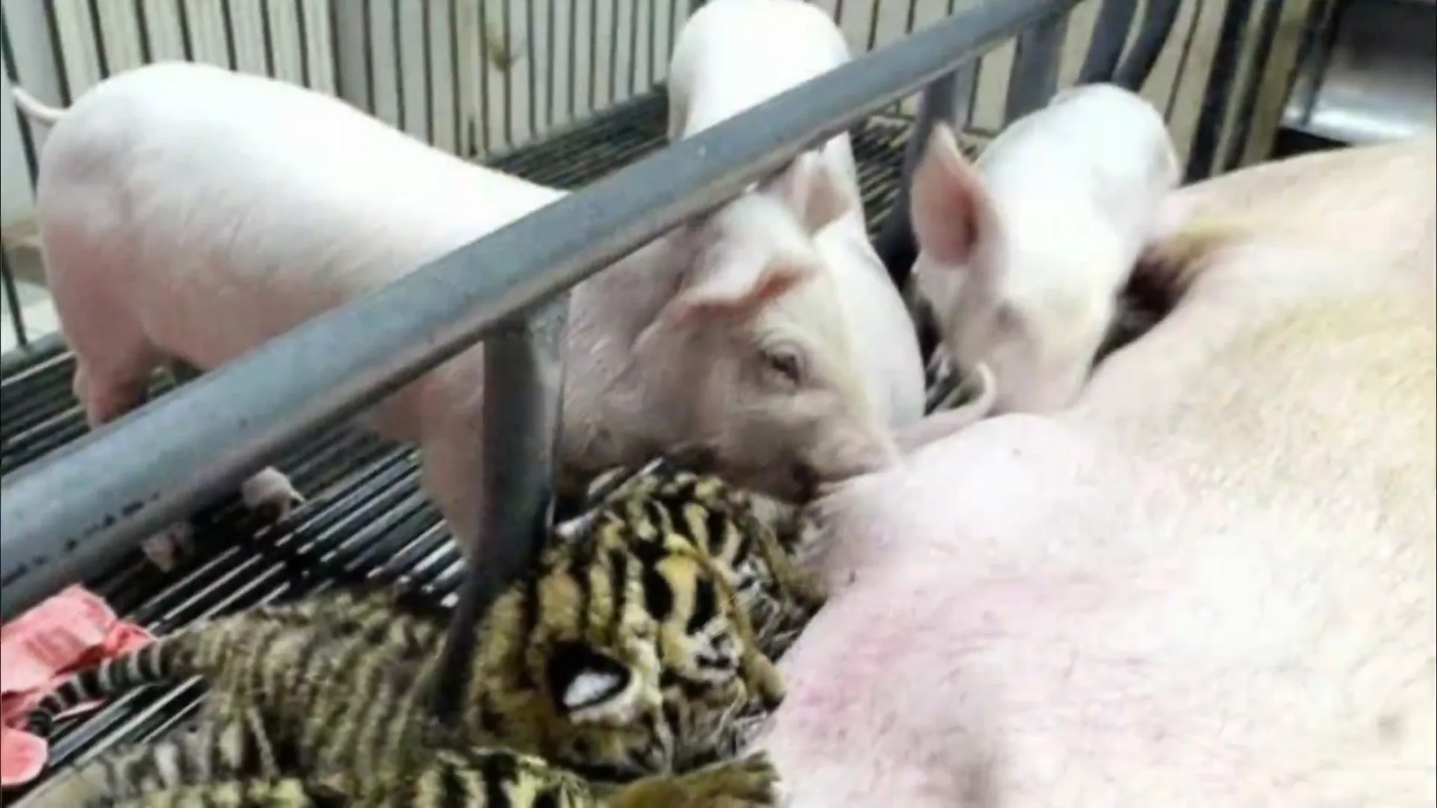 Zookeepers introducing Saime to the pig family.