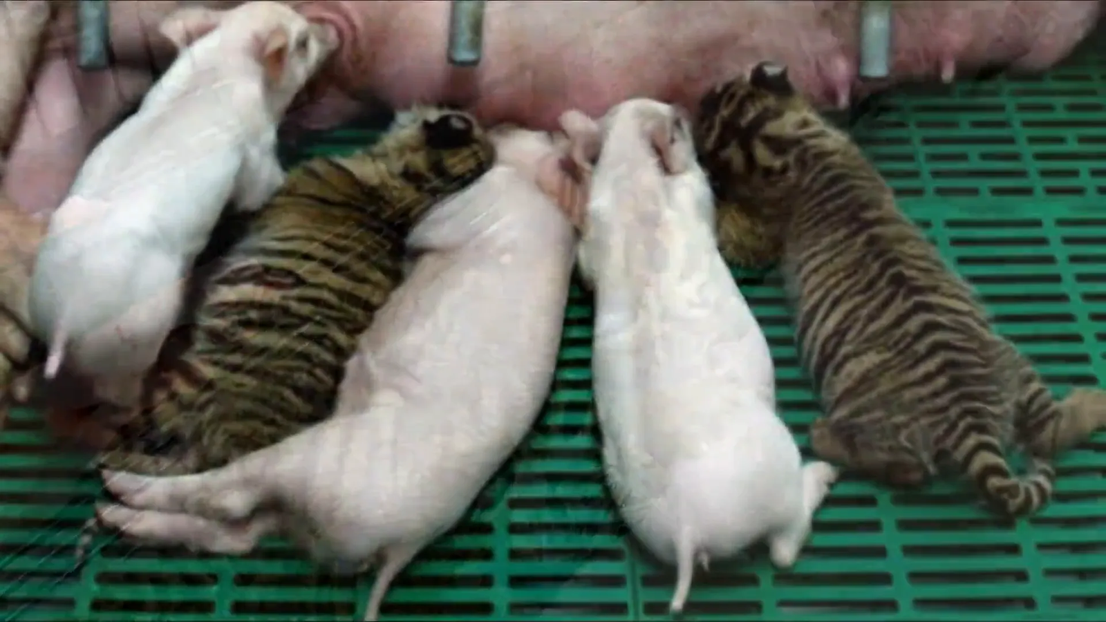 Saime playing with her piglet siblings.