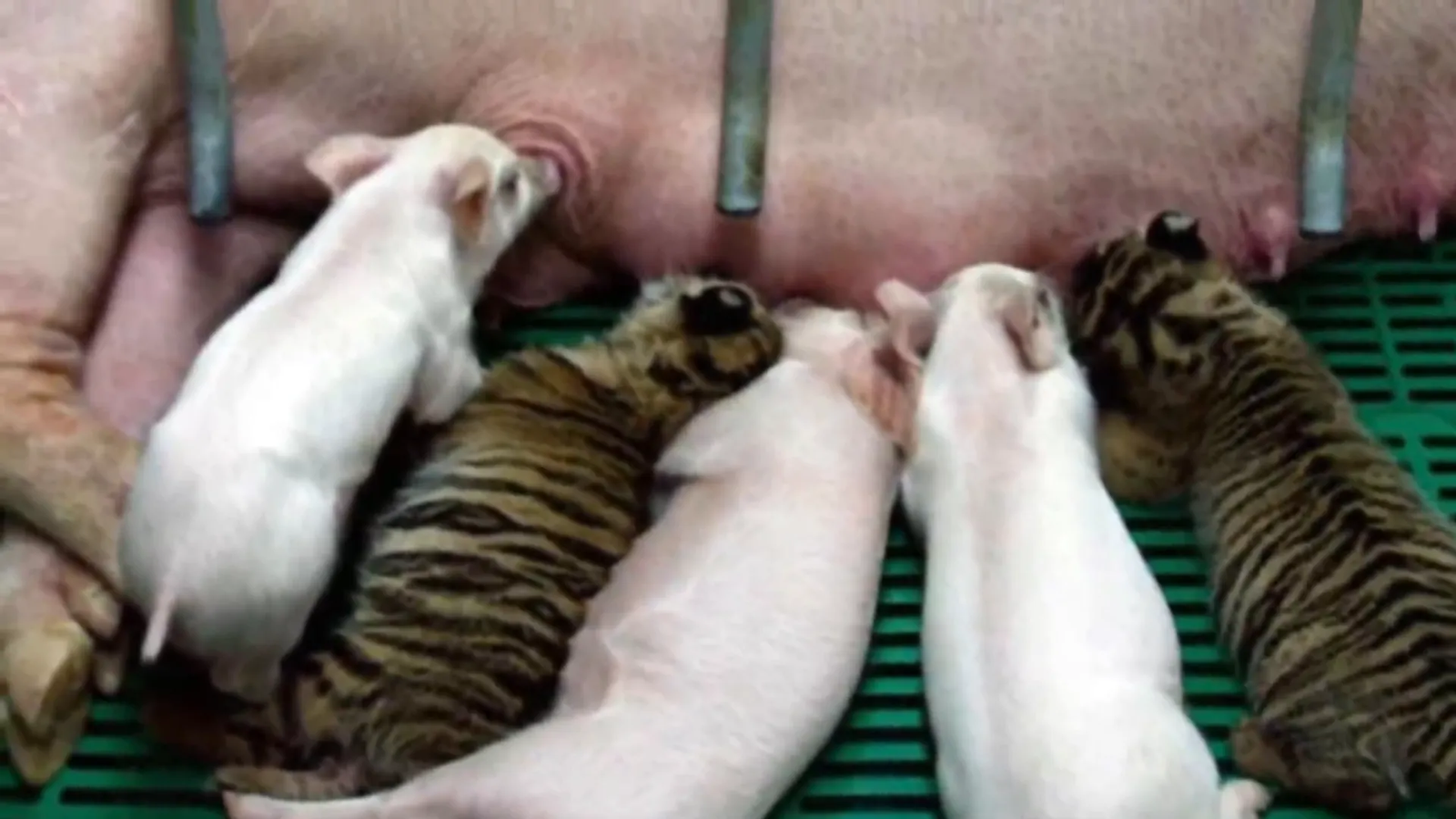 Feeding time shared between Saime and the piglets.