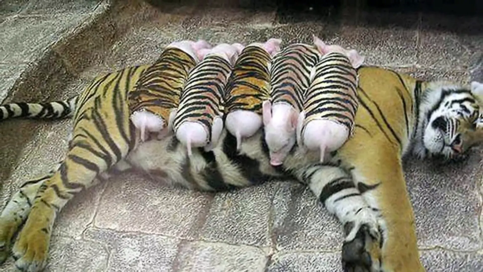 Viral images of Saime with piglets in tiger suits.