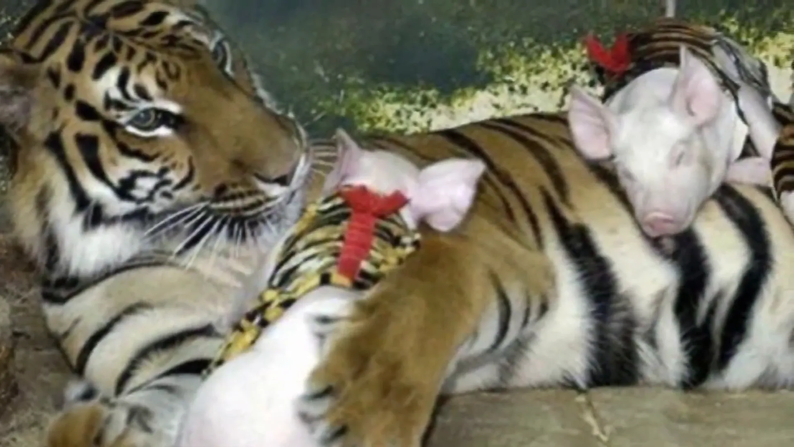 Saime looking contemplative in her enclosure.