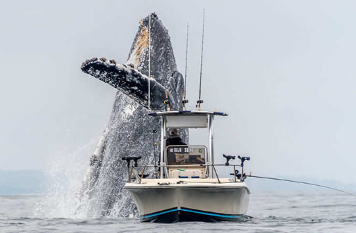 humpback-whale-3 humpback whale