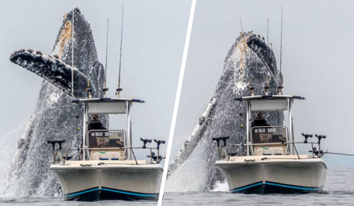 humpback-whale-thumb.png