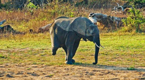 elephant-2 Vutomi - The three-legged elephant