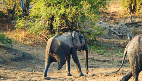 elephant-3 Vutomi - The three-legged elephant