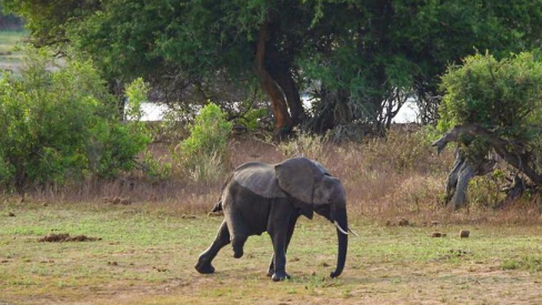 elephant-4 Vutomi - The three-legged elephant