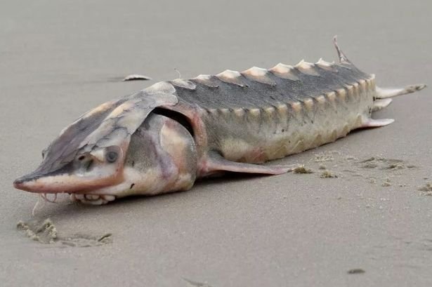sturgeon-1 sturgeon