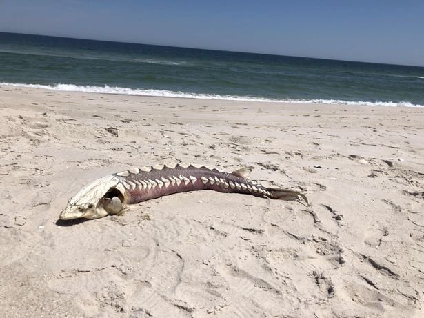 sturgeon-3 an Atlantic sturgeon