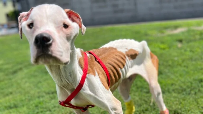 Jobee, the three-year-old Pitbull