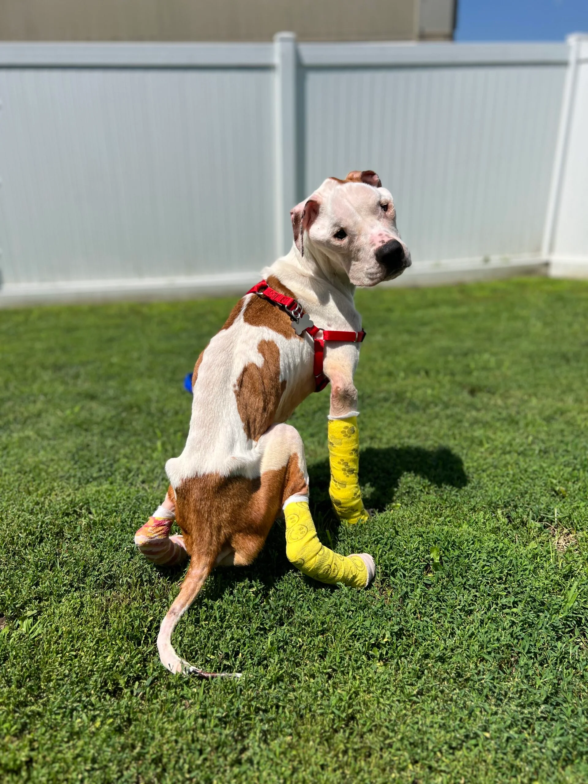 Jobee, the three-year-old Pitbull
