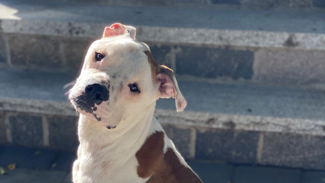 Jobee, the three-year-old Pitbull