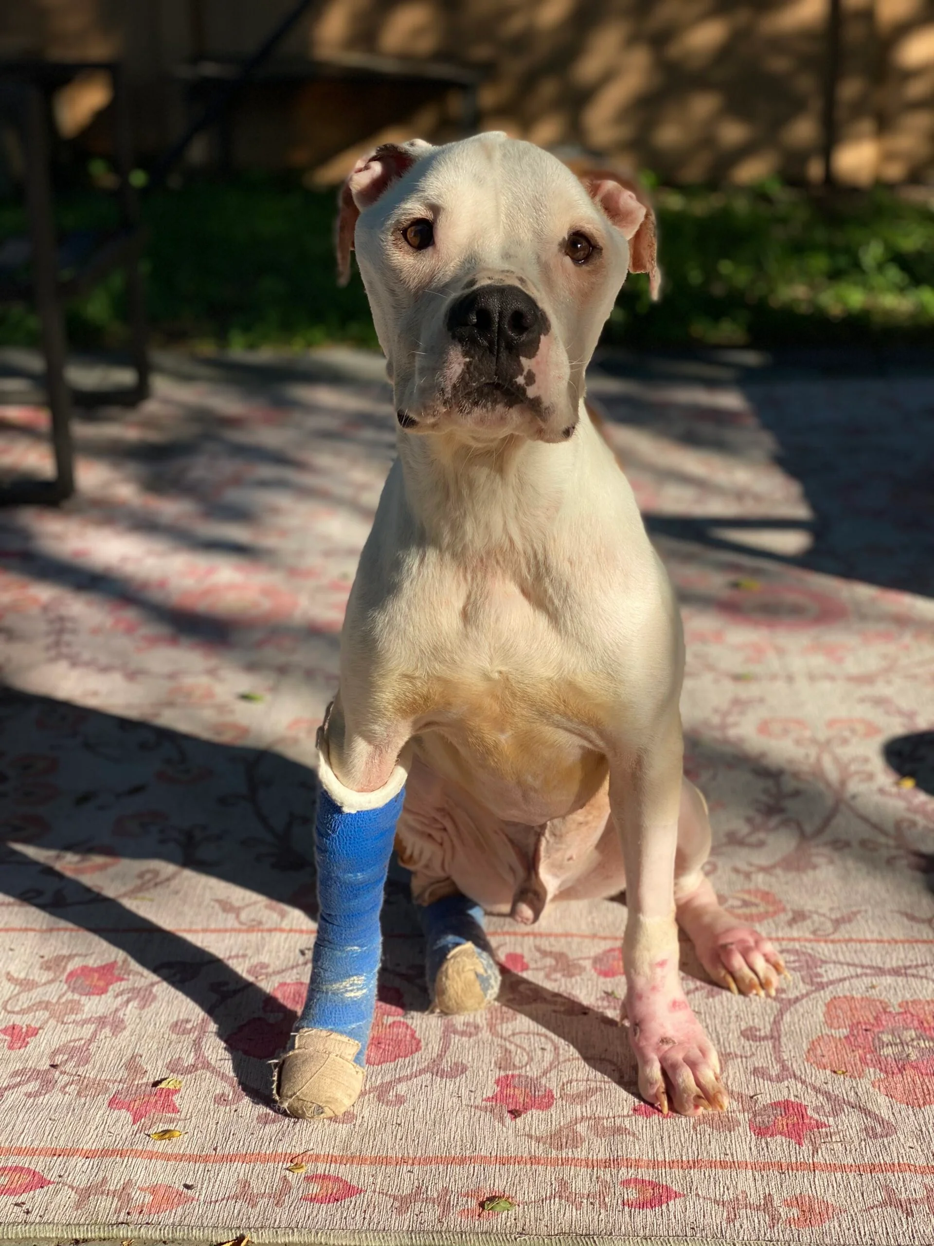 Jobee, the three-year-old Pitbull