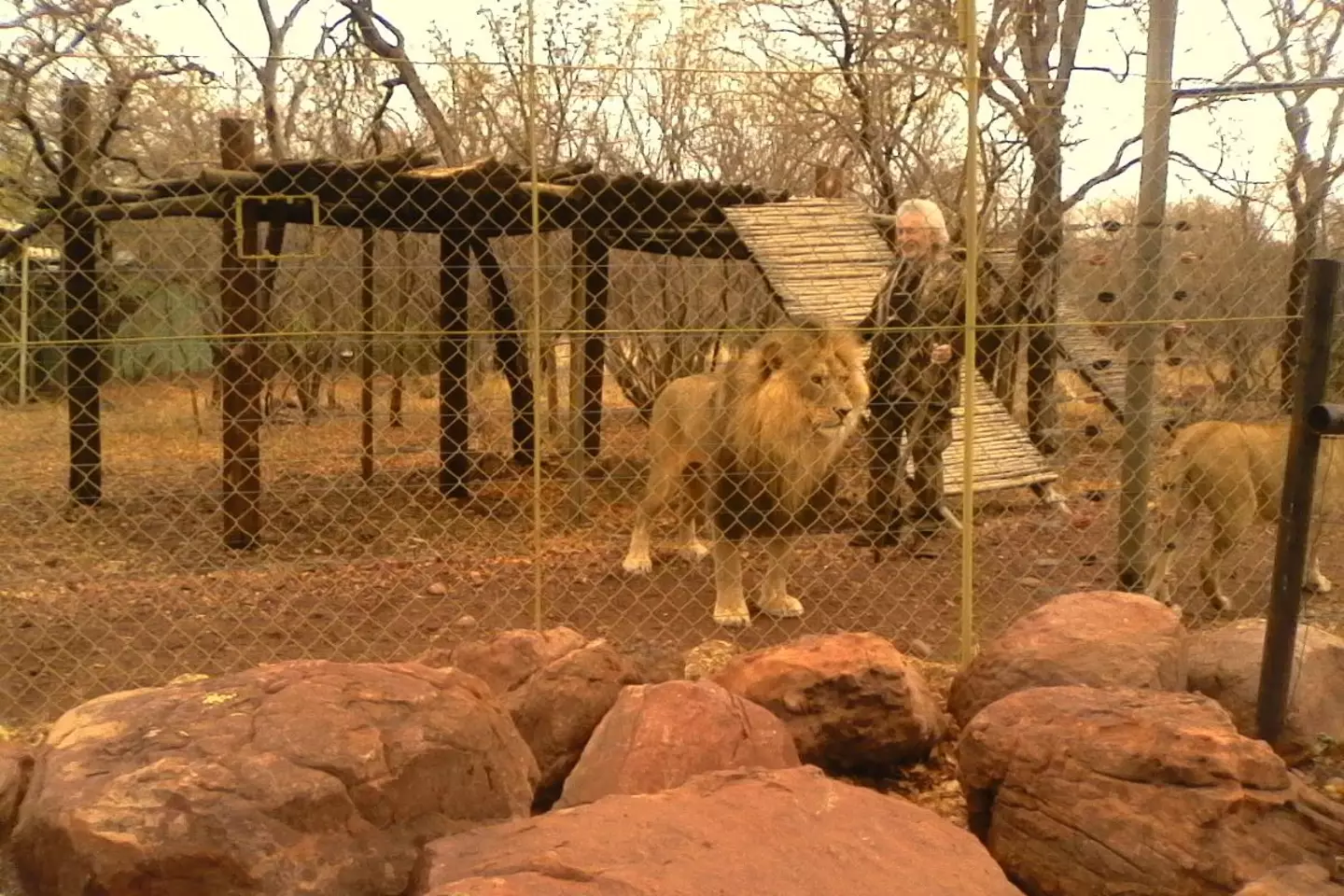 big-cat-1 'Lion Man' Who Treated Big Cats Like Children