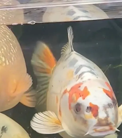 fish-1 Ornamental fish