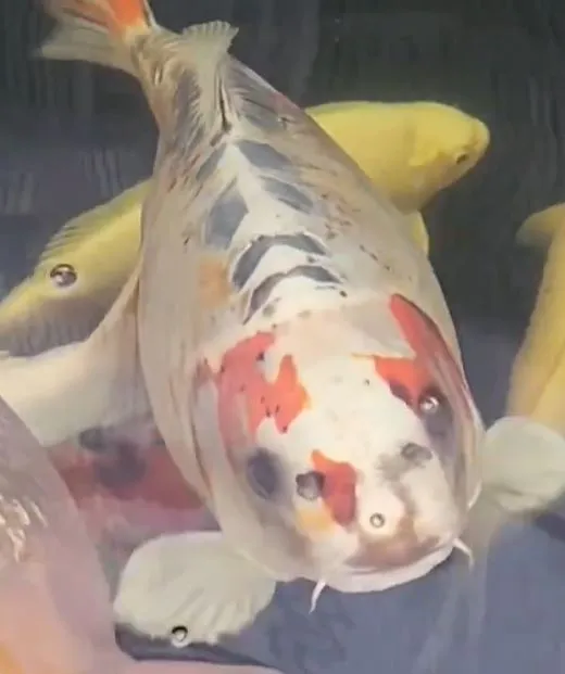 fish-2 Ornamental fish