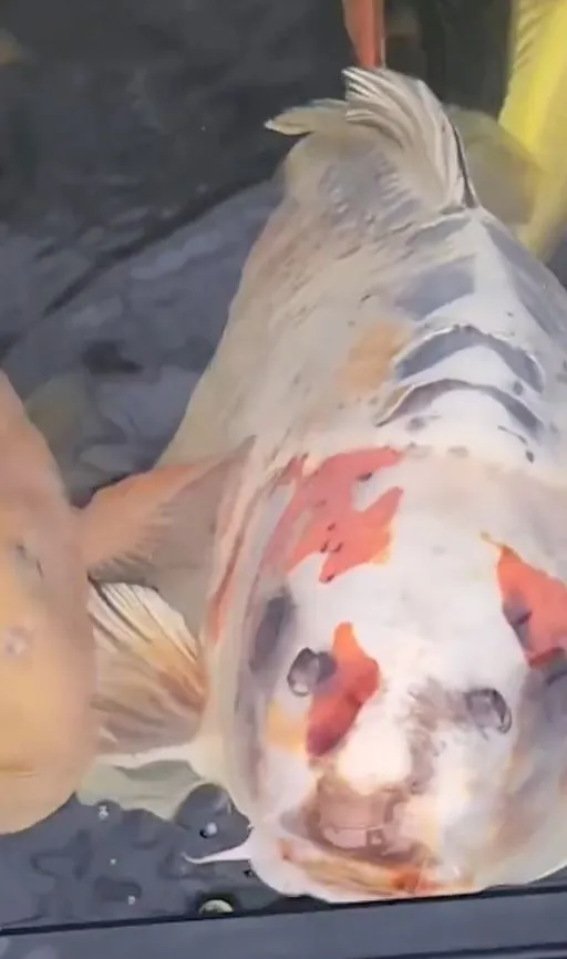 fish-3 Ornamental fish