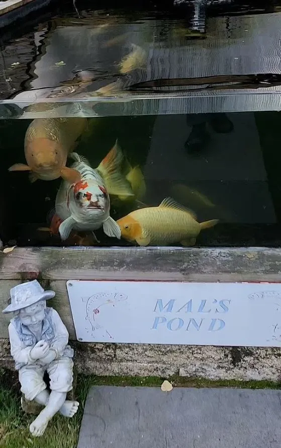 fish-4 Ornamental fish