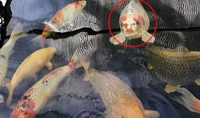 fish-5 Ornamental fish