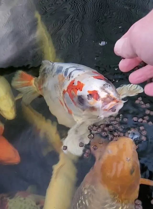 fish-6 Ornamental fish