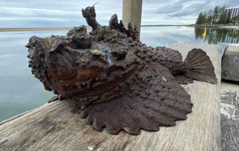 the-stonefish-2 What Makes the Stonefish So Dangerous?