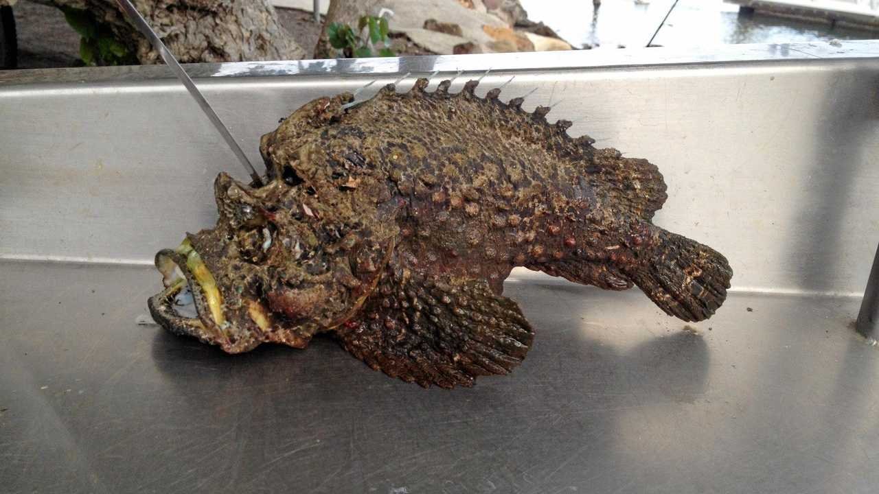 the-stonefish-3 What Makes the Stonefish So Dangerous?