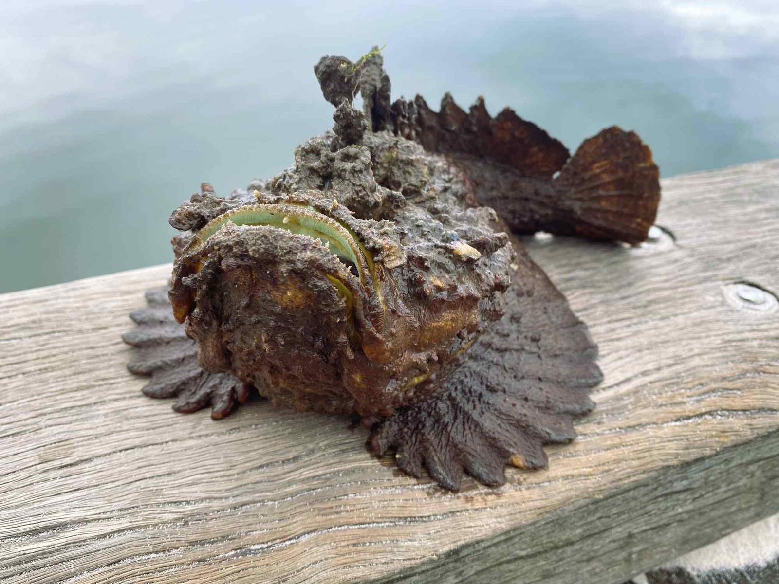 the-stonefish-4 What Makes the Stonefish So Dangerous?